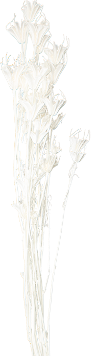 Nigella Orientalis White