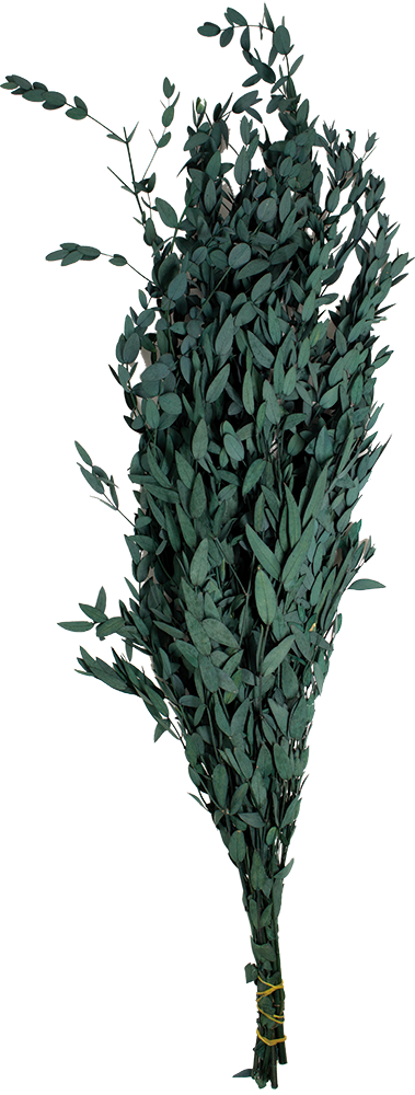 Eucalyptus Green